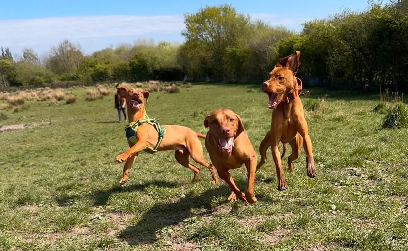 Cate-reviews-the-Vizsla-meetup-play-session-dogs-country-club-Warrington Three Vizsla dogs looking happy and having the best time playing together jumping through the air in a meadow field setting