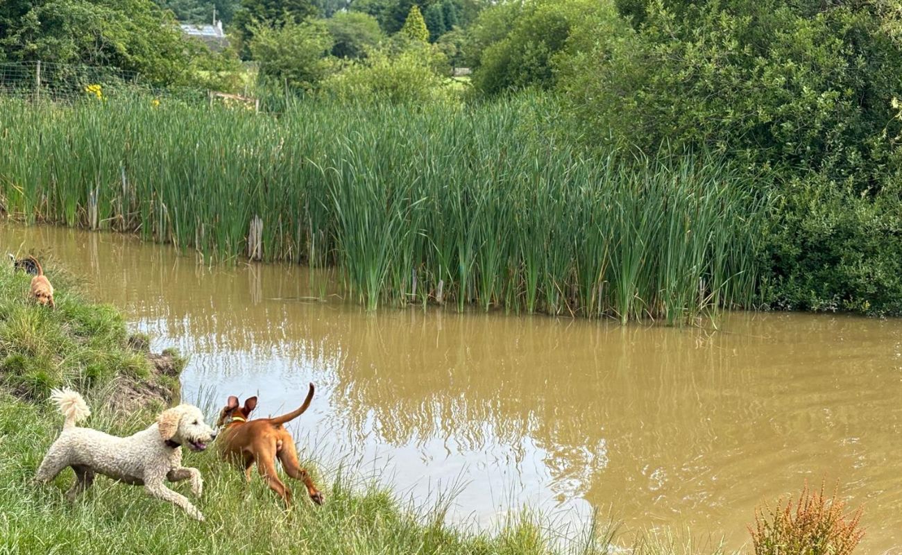 dog-boarding-testimonial-dogs-country-club-lowton dog friends playing and running together by lake