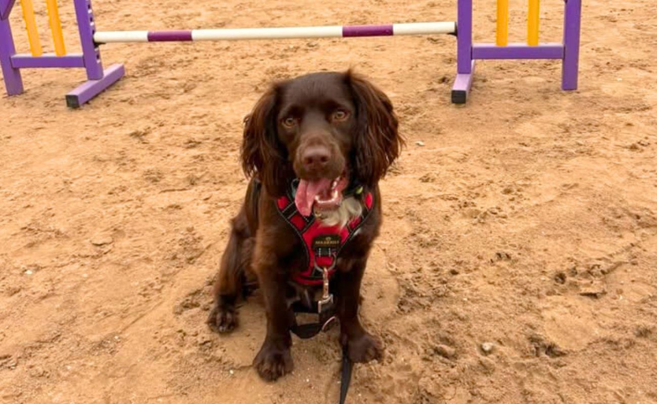 Brown cocker spaniel dog at agility training club