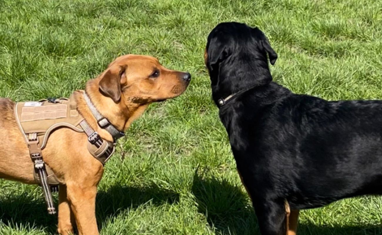 Labrador puppy making friends and playing with rottweiler puppy
